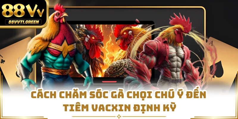 Cách chăm sóc gà chọi chú ý đến tiêm vacxin định kỳ